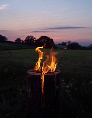 Baumfackel im Sonnenuntergang
